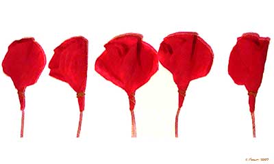 Poppies No. 3, 2007: for Veteran's Day; orig. 9x15 Poppies No. 3, 2007: for Veteran's Day; orig. 9x15