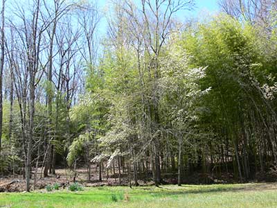 Dogwood blooming against a background of woods and bamboo in Roane County, TN 4/2011 by AS Dogwood blooming against a background of woods and bamboo in Roane County, TN 4/2011 by AS
