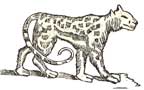 wild cat detail from $8 bill in Ramsey's Annals of Tennessee*
